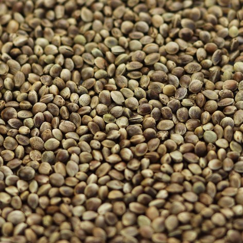 Graines de chanvres bio complètes • CBD Plantys Natura