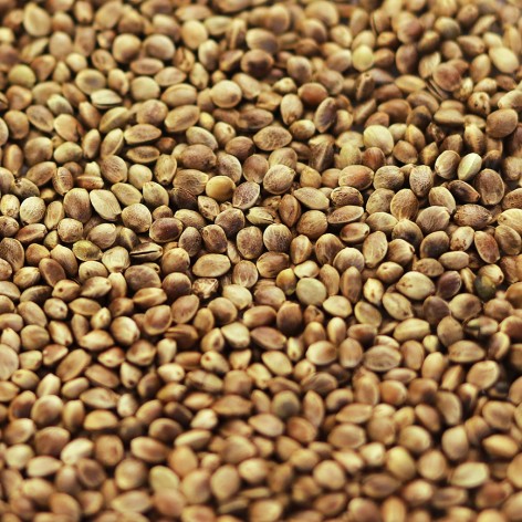 Graines de chanvre grillées bio • CBD Plantys Natura