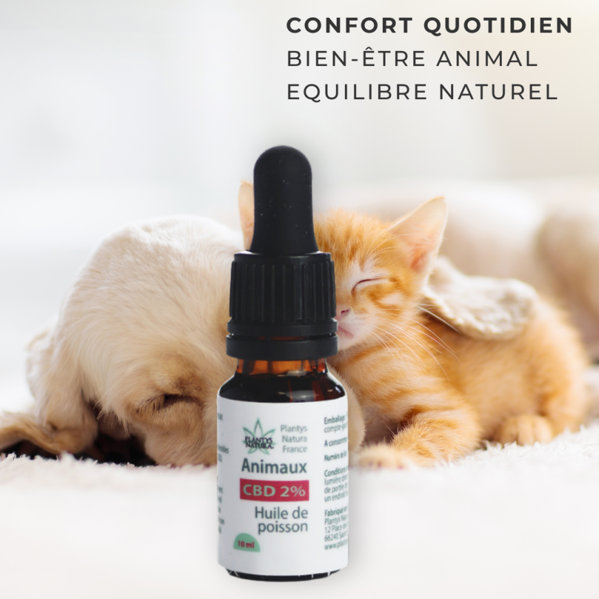 huile cbd 2 pour cent animaux bienfaits confort bien etre chien chat naturel