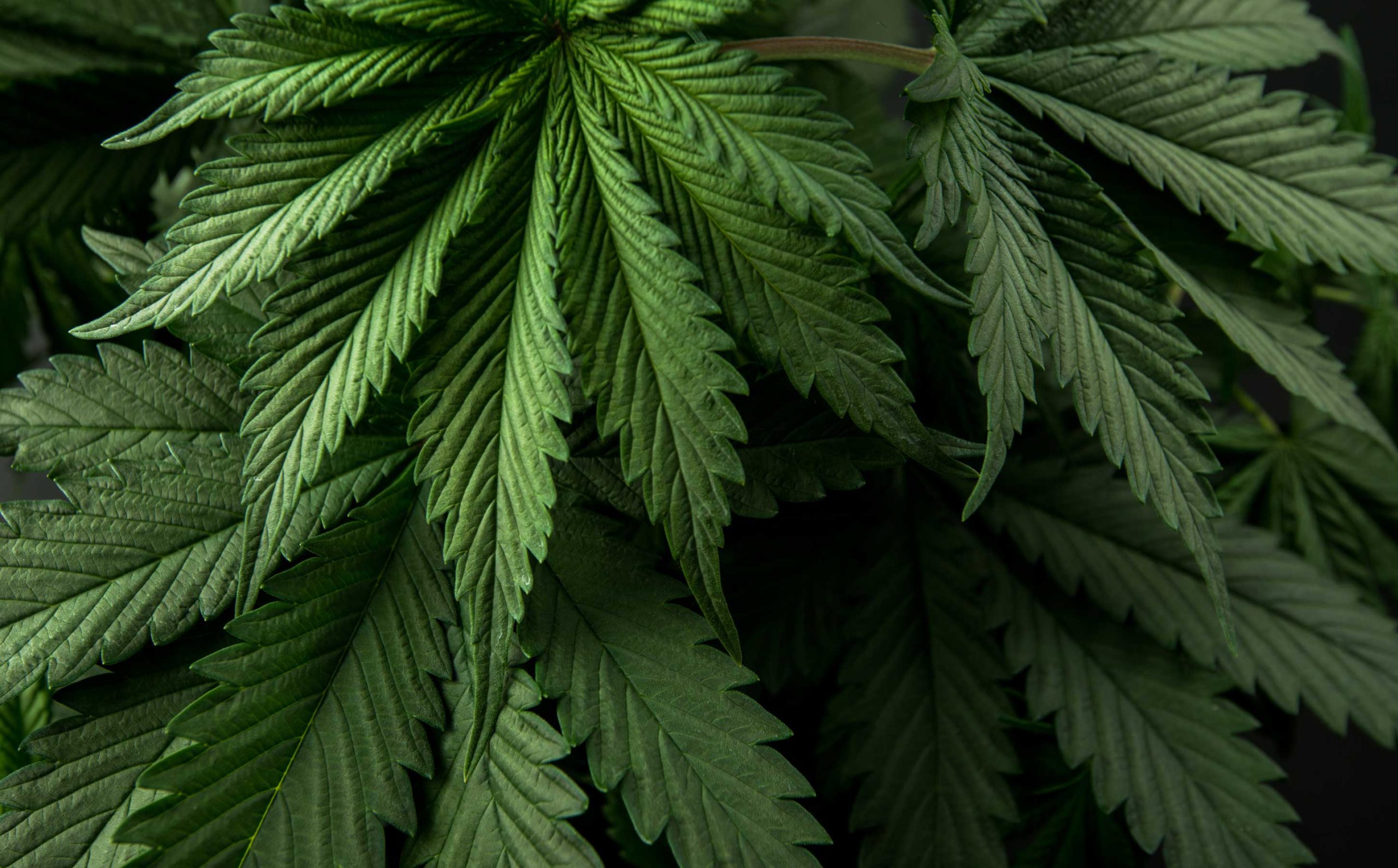 CBD pour les professionnels • CBD Plantys Natura